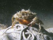 common shore crab atop a worm cast