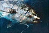 head of blue fin tuna