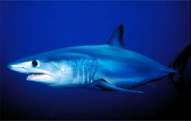 mako shortfin shark - midwater picture
