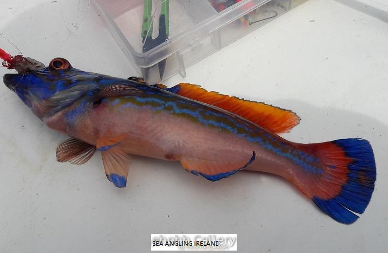Cuckoo Wrasse May 2018 online