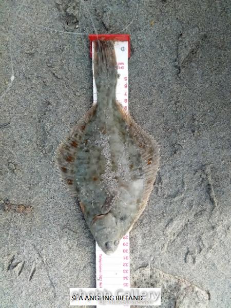 Flounder