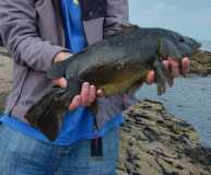 Wrasse in hands