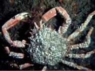 common spider crab