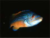 fabulously coloured male cuckoo wrasse (females are drab by comparison!)
