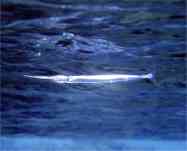 garfish