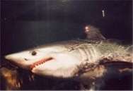 head of porbeagle shark
