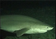 bluntnose 6 gilled shark thumbnail