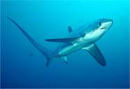 thresher shark in midwater