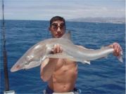 small pack tope (male) shark picture