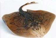 raja undulata thumbnail pic