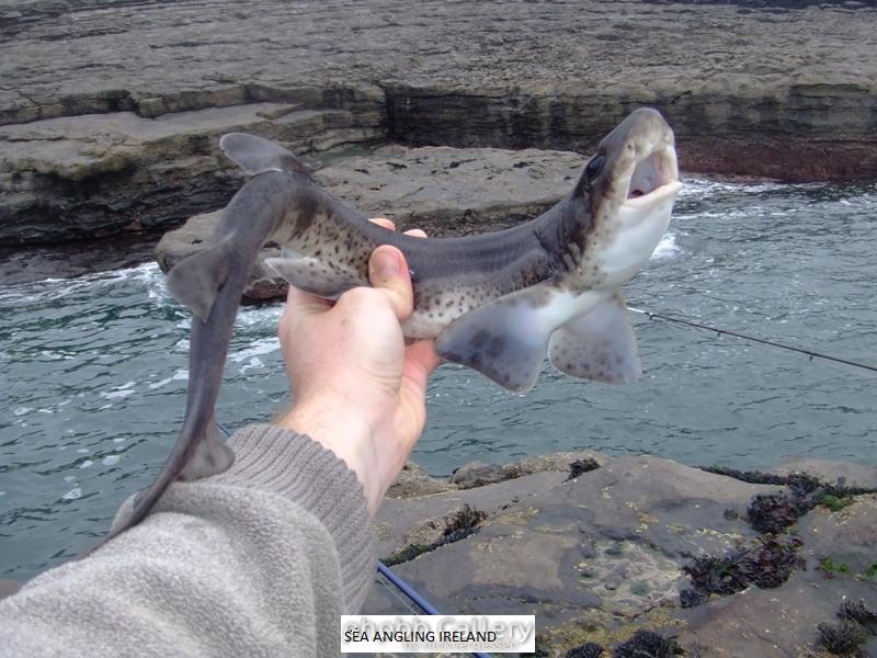 Dogfish 2011