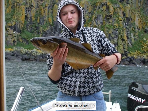 ballycastle 09 clyde with 6lb pollock