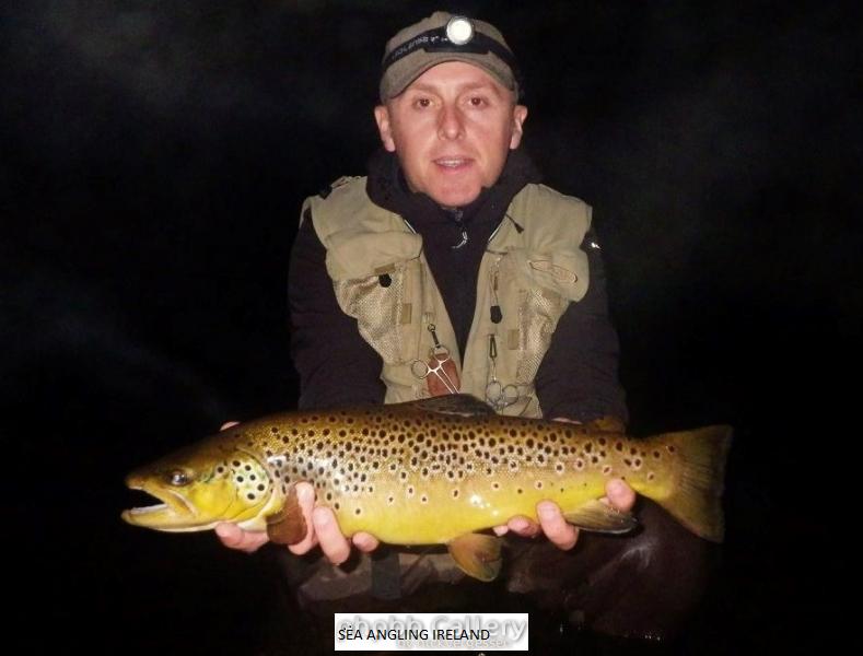 Brown Trout