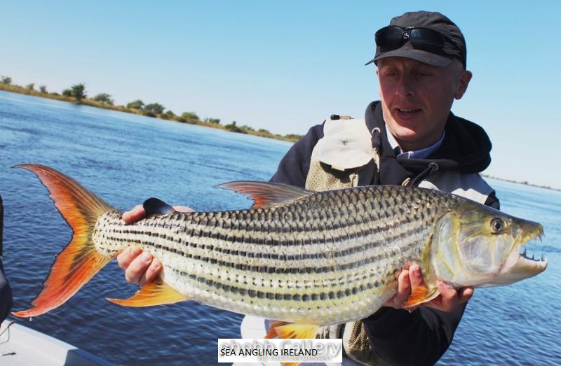 17lb Tigerfish