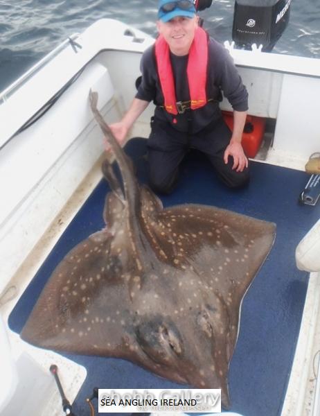 120lb Common Skate