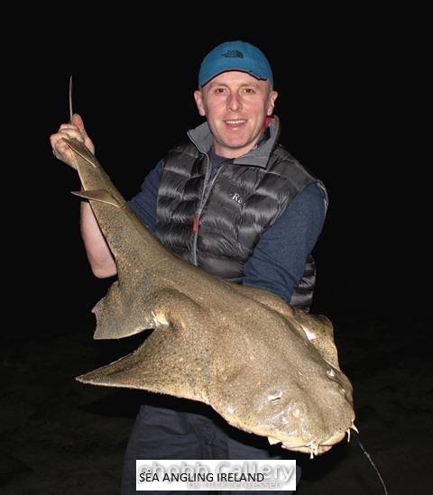 27lb Angelshark