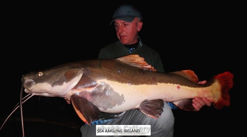 40-50lb Redtail catfish