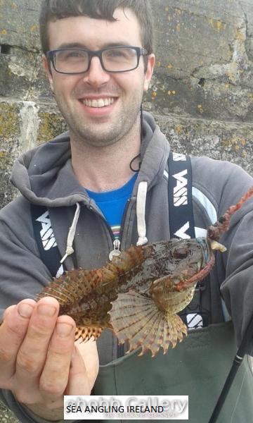 Sea scorpion