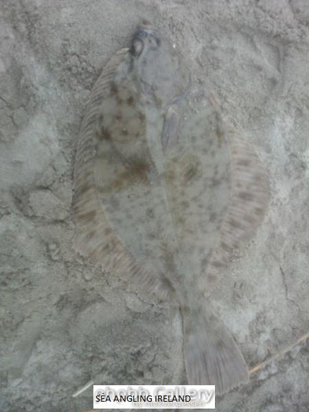 Inchydoney Flounder