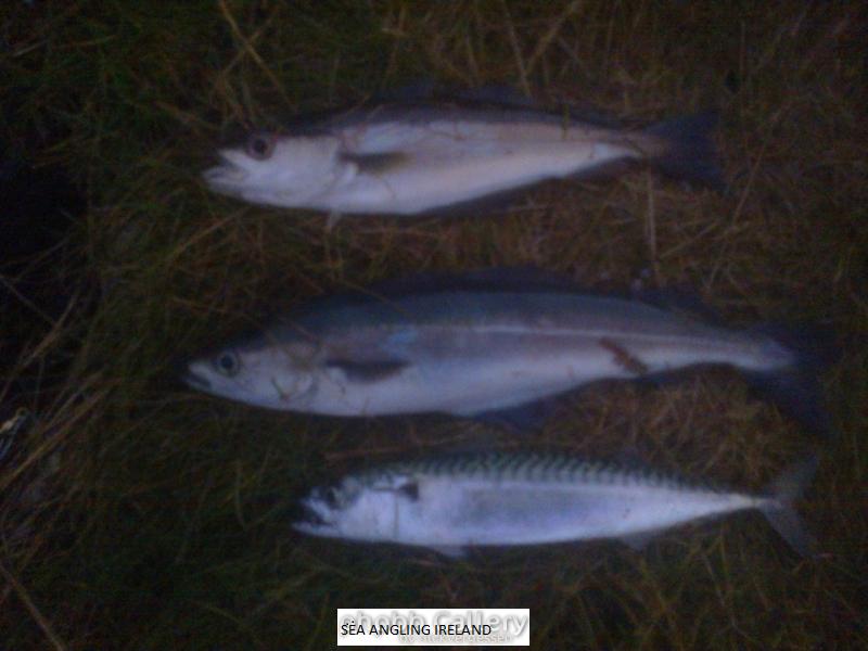 Courtmacsherry 3 casts 3 species