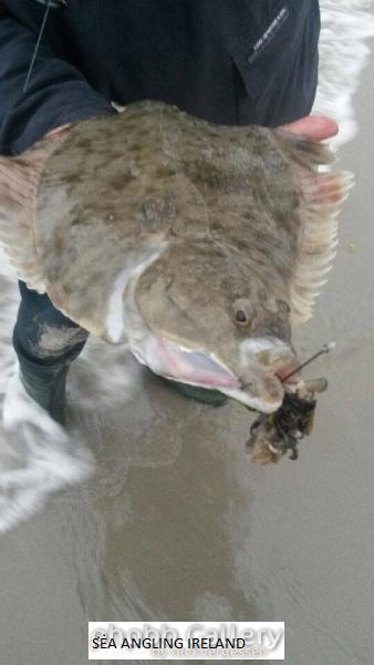Flounder