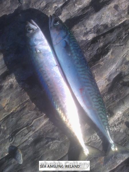 Kinsale Mackerel