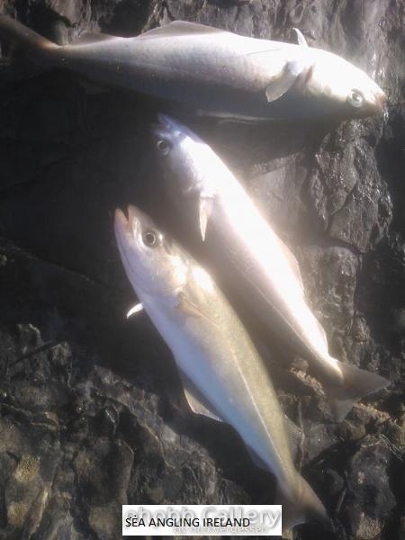 Kinsale 3 hooks 3 Coalfish