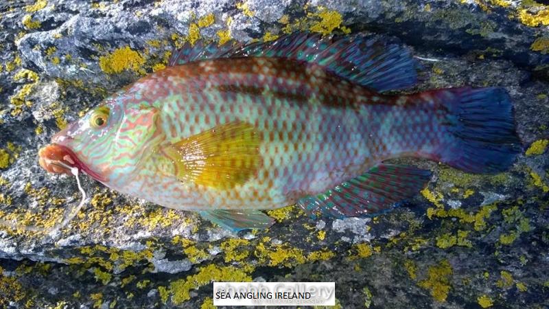 Corkwing Wrasse