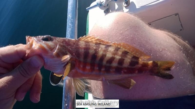 Red Grouper Portugal 2014