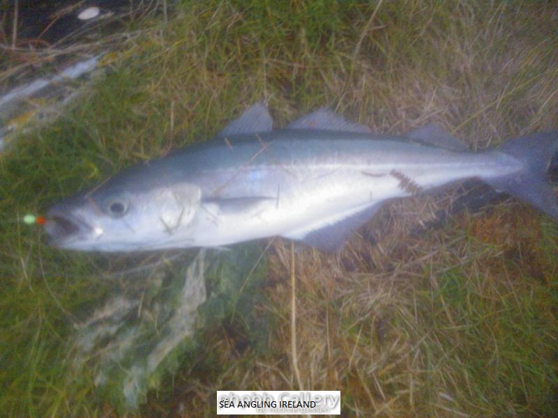 West Cork Coalfish 2013