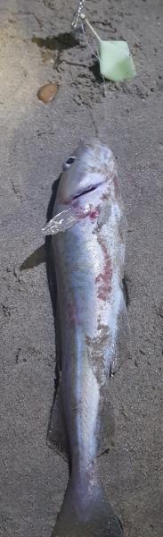 Codling (3)