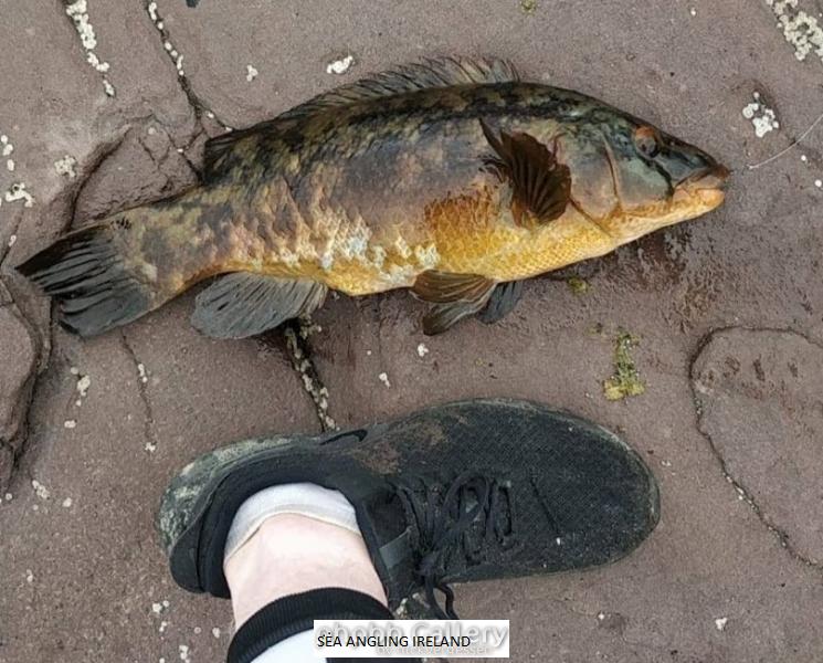 Eoin's Specimen Ballen Wrasse