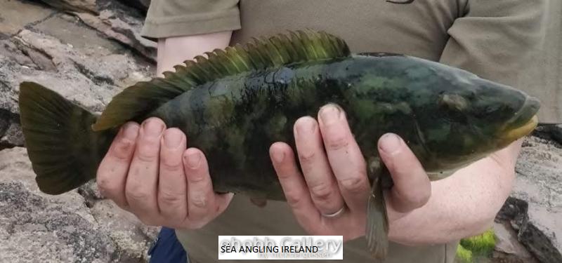 Large Female Ballen Wrasse