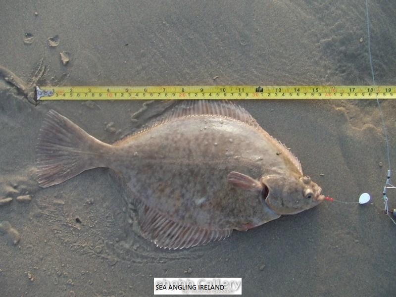 Flounder