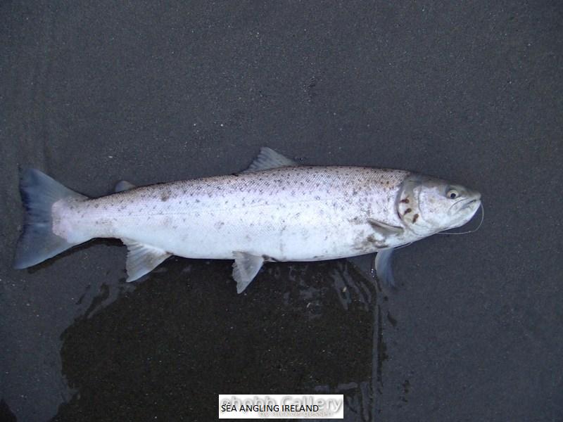 4lb Seatrout