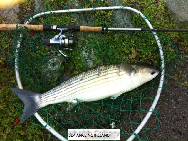 Mullet Courtown