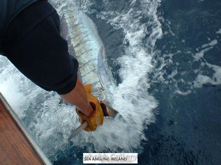 Striped Marlin 2004