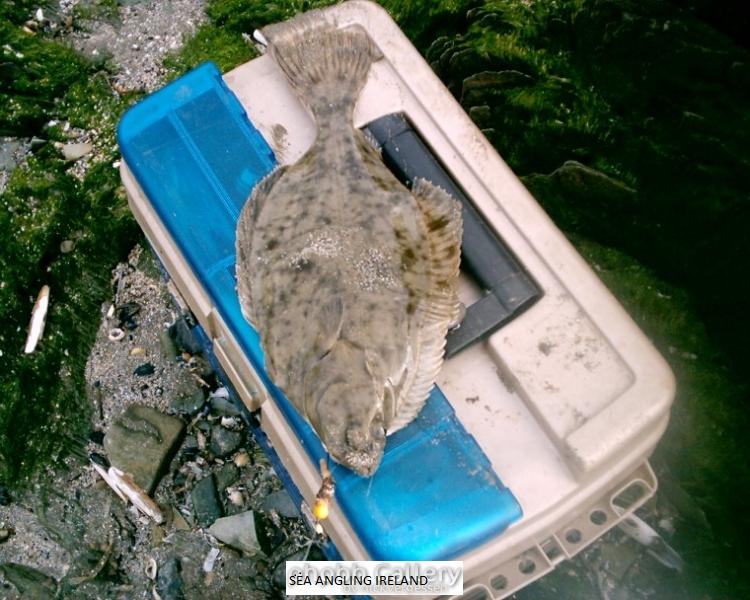 42cm flounder 2010