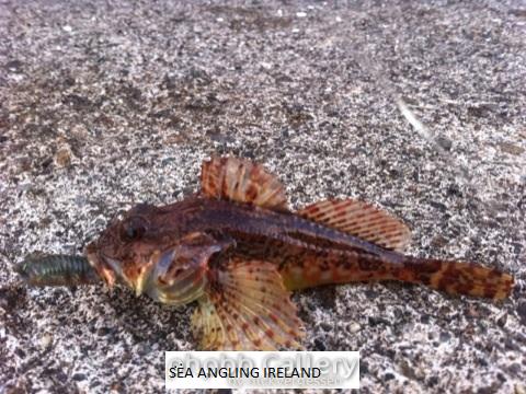 Scorpion fish