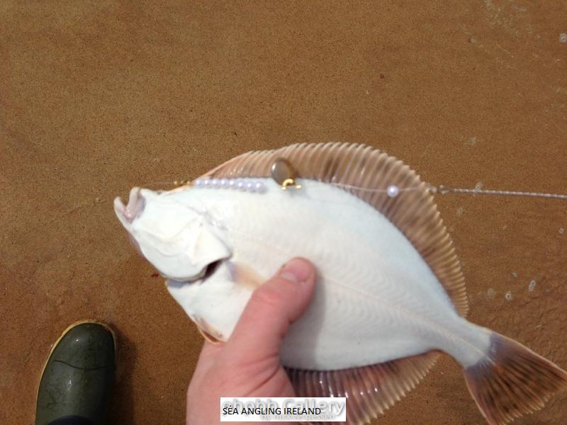 portsalon flounder