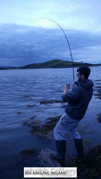 Ray on Spinning rod