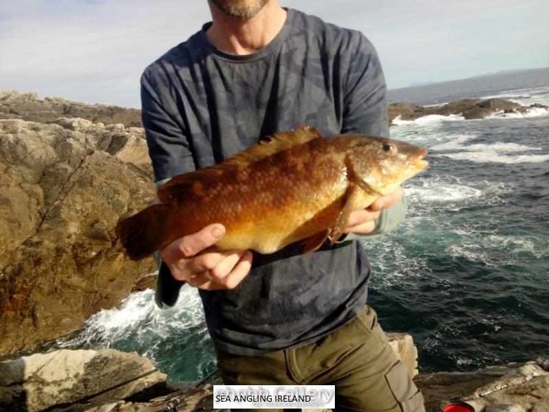 Achill wrasse