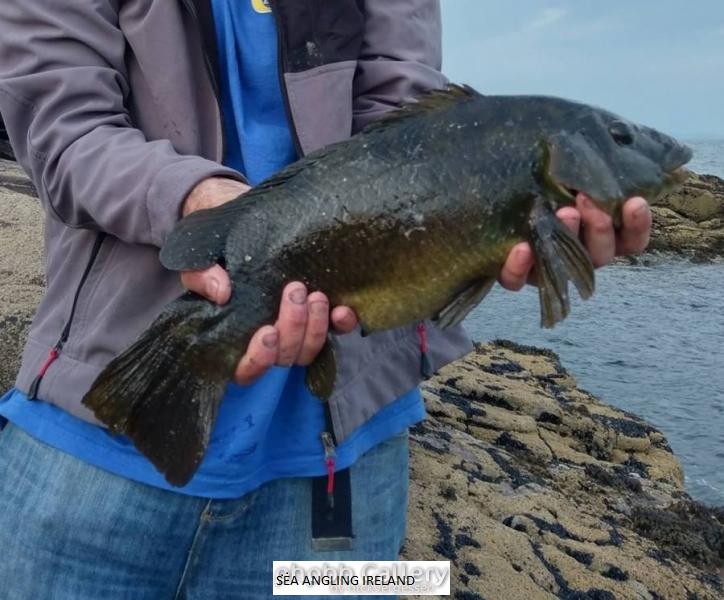 Wrasse in hands