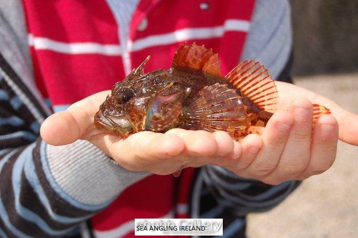 Scorpion Fish