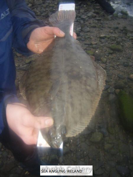 Specimen Flounder