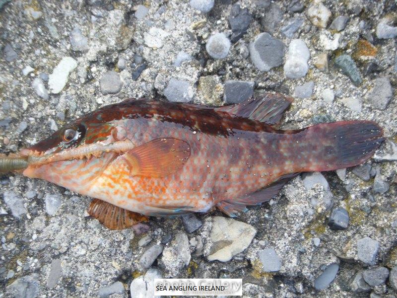 wrasse