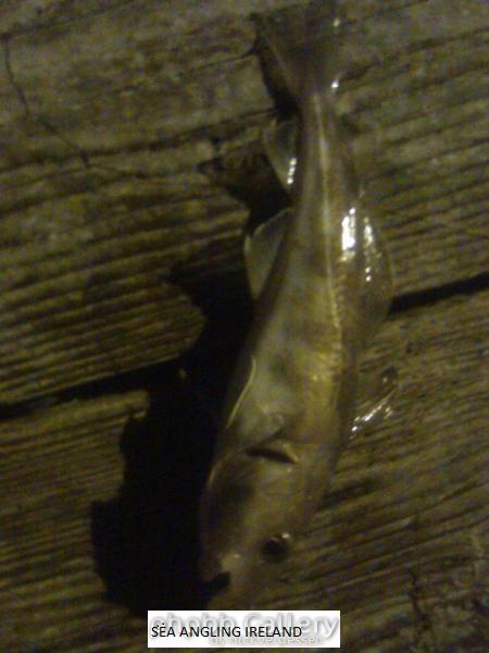 Monkstown cod taken on a lure