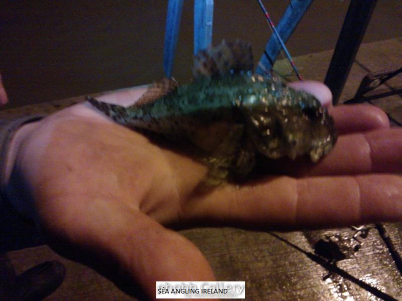 Ballycotton Scorpion fish