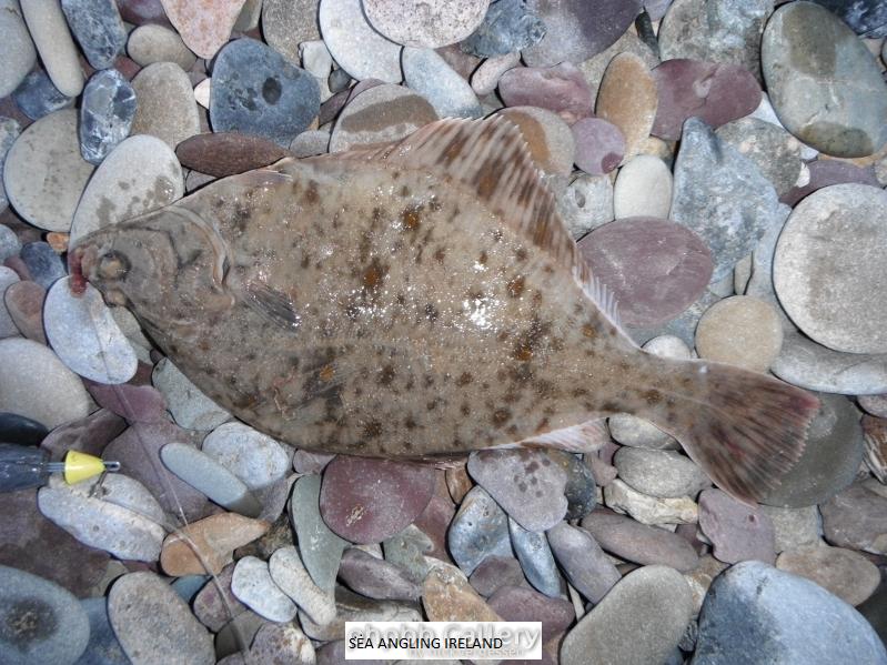 35 cm Flounder - 12th April 2016