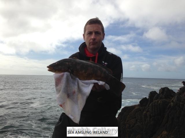 Beara Wrasse